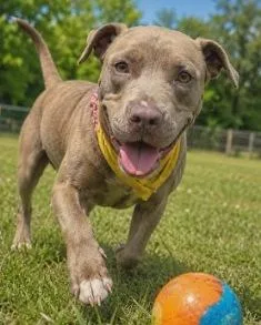 A young medium-sized female Sable Terrier dog named Gracie for adoption in West Milton, OH