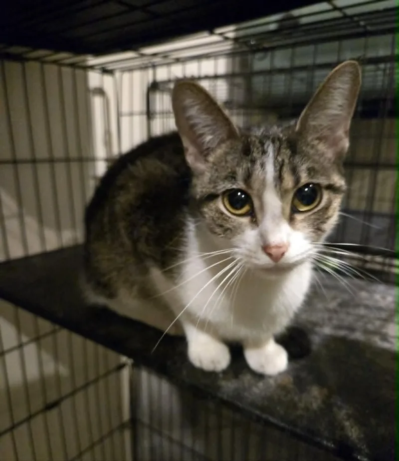 A young large-sized female Domestic Short Hair cat named Hellwig for adoption in Freeport, IL