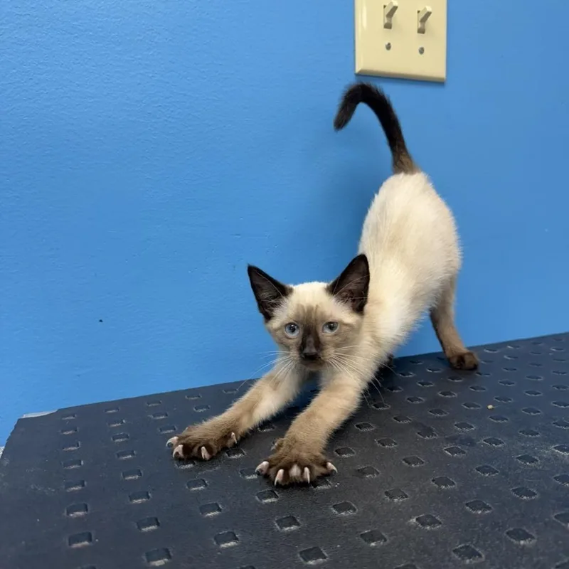 A baby small-sized female Domestic Short Hair cat named Nymeria for adoption in Mebane, NC