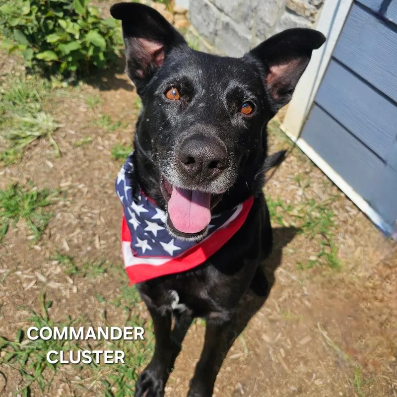 Commander Cluster thumbnail 2
