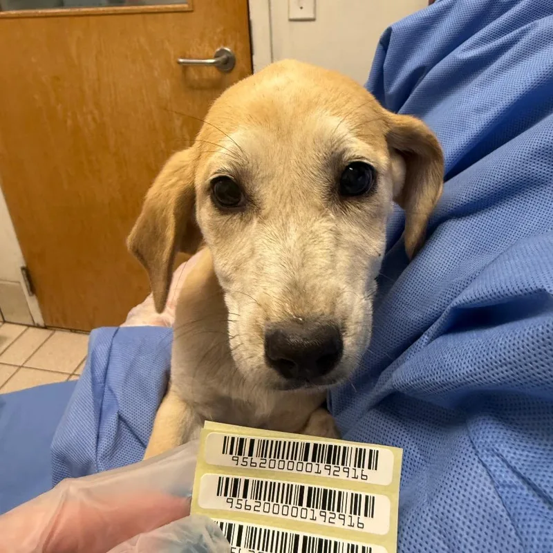 A baby small-sized female White / Cream Mixed Breed dog named Isabelline for adoption in Springboro, OH