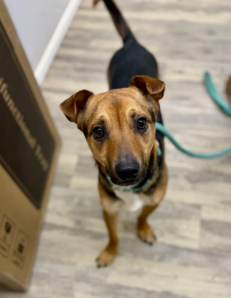 Knucklehead thumbnail 3