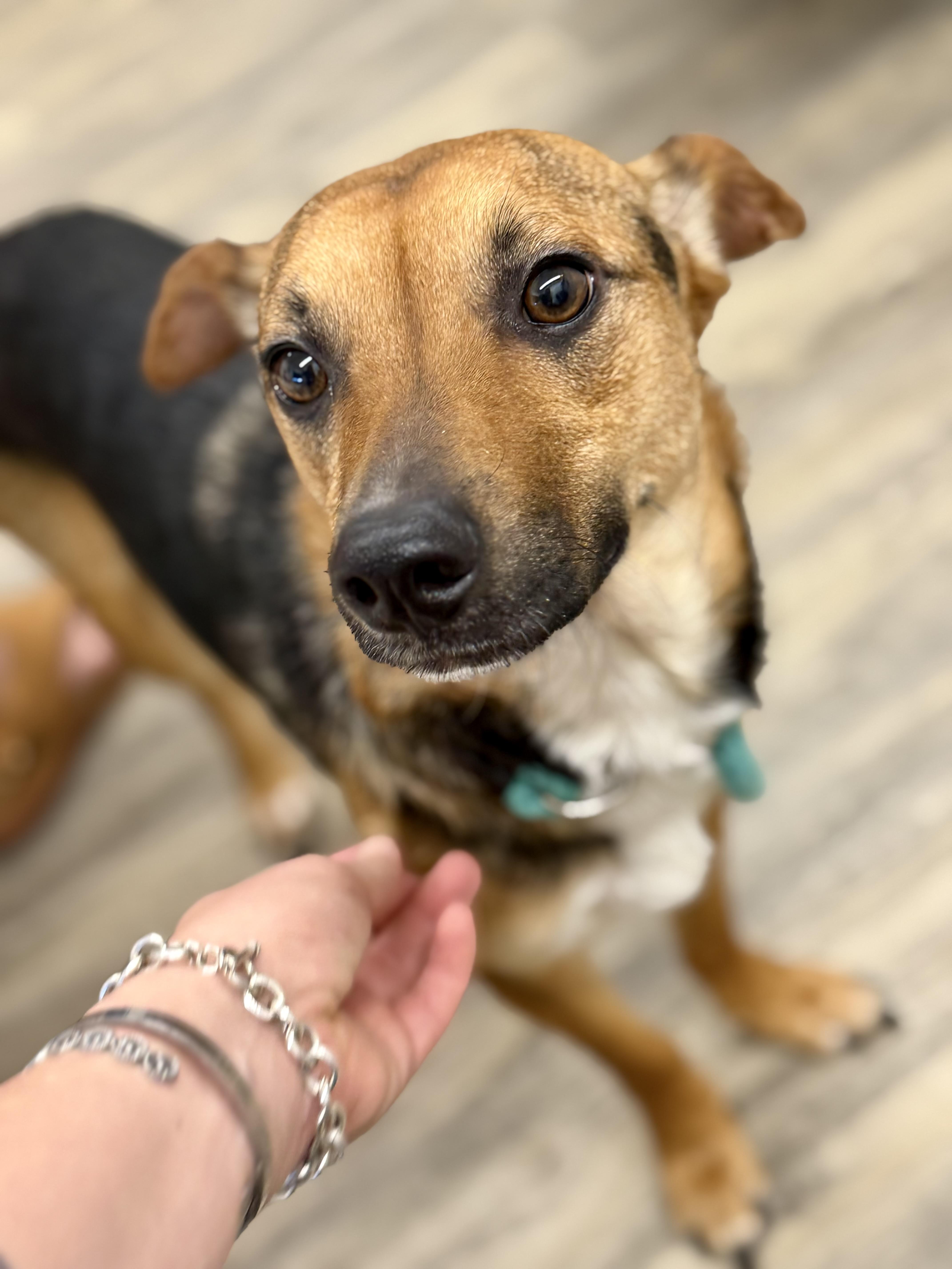 Knucklehead thumbnail 4