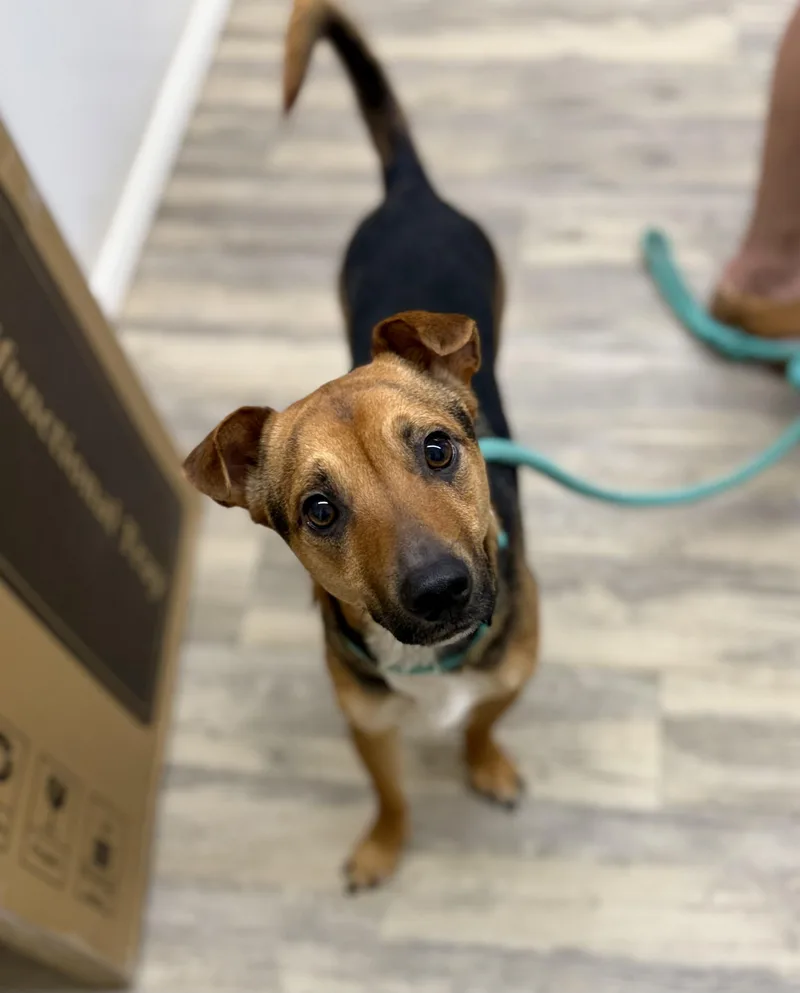 Knucklehead thumbnail 5