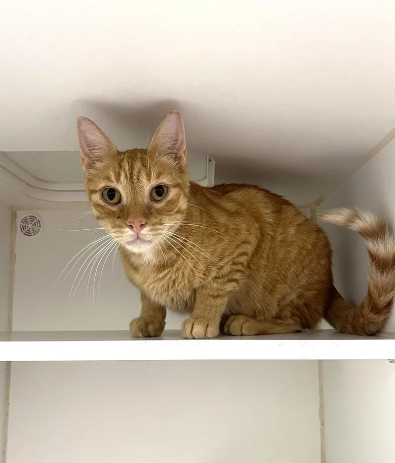 An adult medium-sized male Domestic Short Hair cat named Honey for adoption in Reisterstown, MD