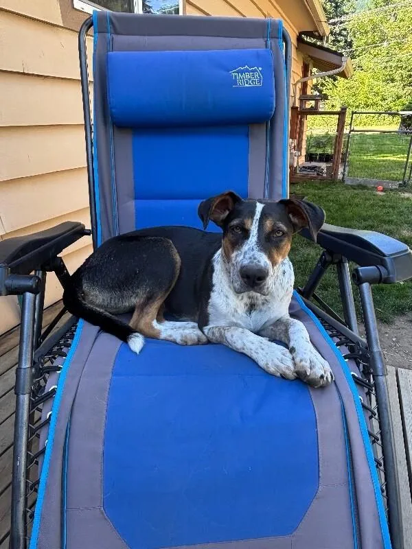 An adult large-sized female Brown / Chocolate Bluetick Coonhound dog named Pearl for adoption in North Bend, WA