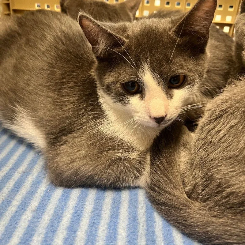 A young medium-sized male Gray / Blue / Silver Domestic Short Hair cat named Spike for adoption in Kingman, AZ