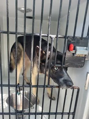 An adult medium-sized female Siberian Husky dog named Silver for adoption in Atlanta, GA