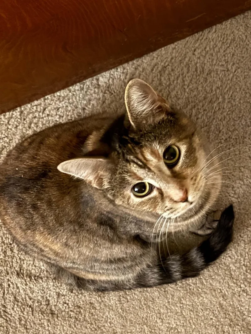 A young large-sized female Tabby (Brown / Chocolate) Domestic Short Hair cat named Vanna White for adoption in Stockbridge, GA