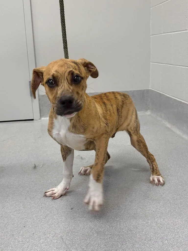 A baby large-sized male Pit Bull Terrier dog named Matt Damon for adoption in Chillicothe, OH