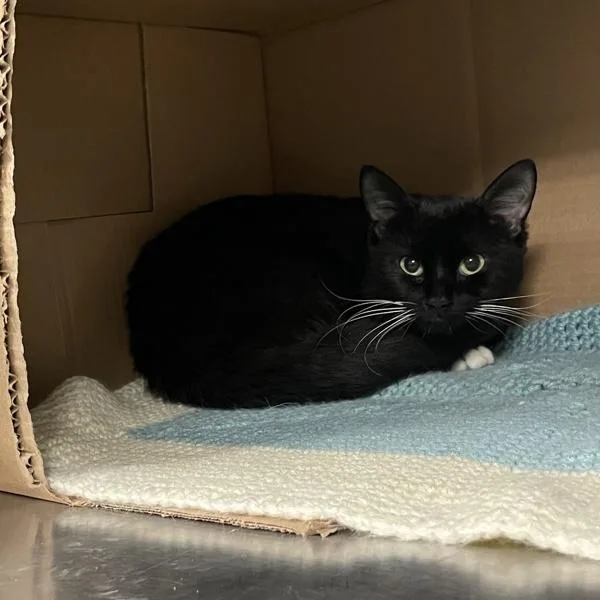 An adult small-sized male Domestic Short Hair cat named Goose for adoption in Des Moines, IA