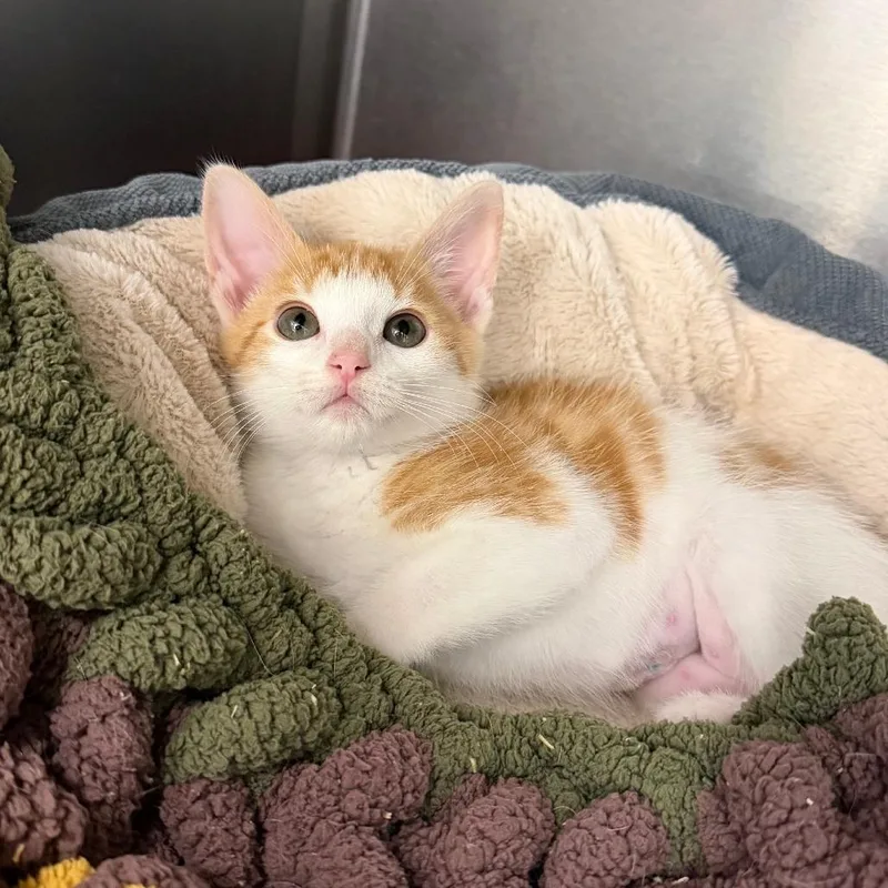 A baby small-sized female Orange / Red Domestic Short Hair cat named Outwit for adoption in Marshall, VA