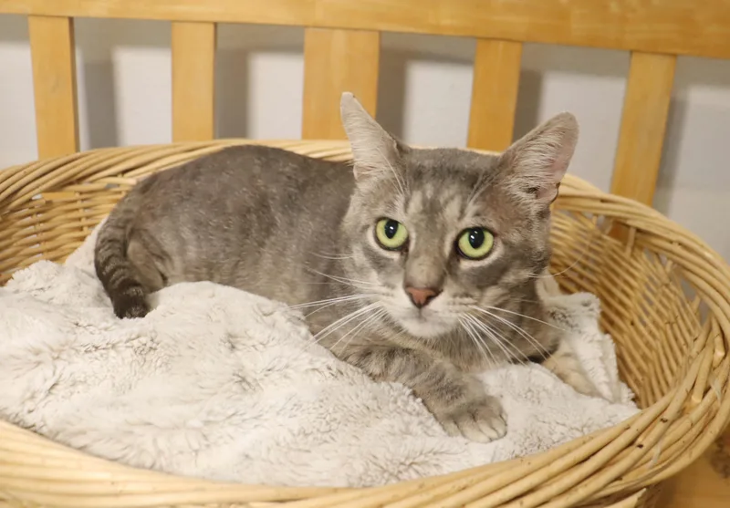 An adult medium-sized male Domestic Short Hair cat named Cake Ball Super Sweet for adoption in League City, TX