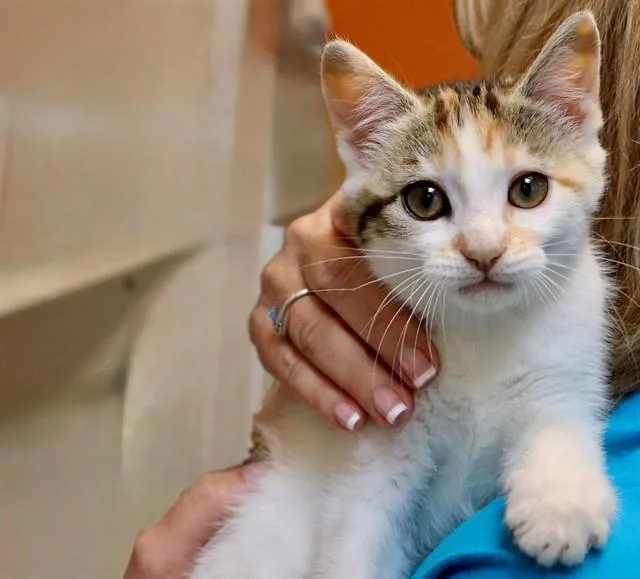 A baby small-sized female Domestic Short Hair cat named Blossom for adoption in San Luis Obispo, CA