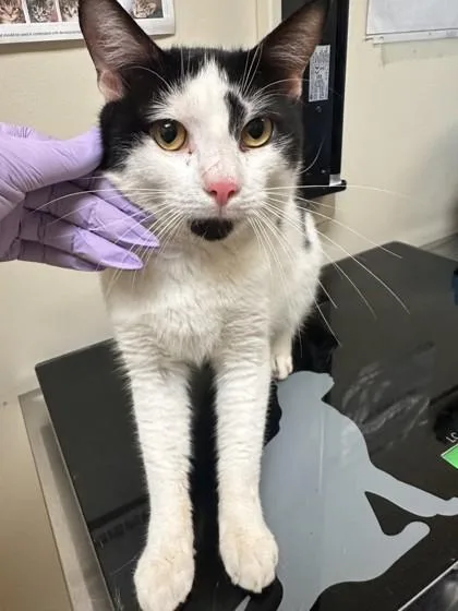 An adult small-sized male Domestic Short Hair cat named Vibe for adoption in West Chester, PA