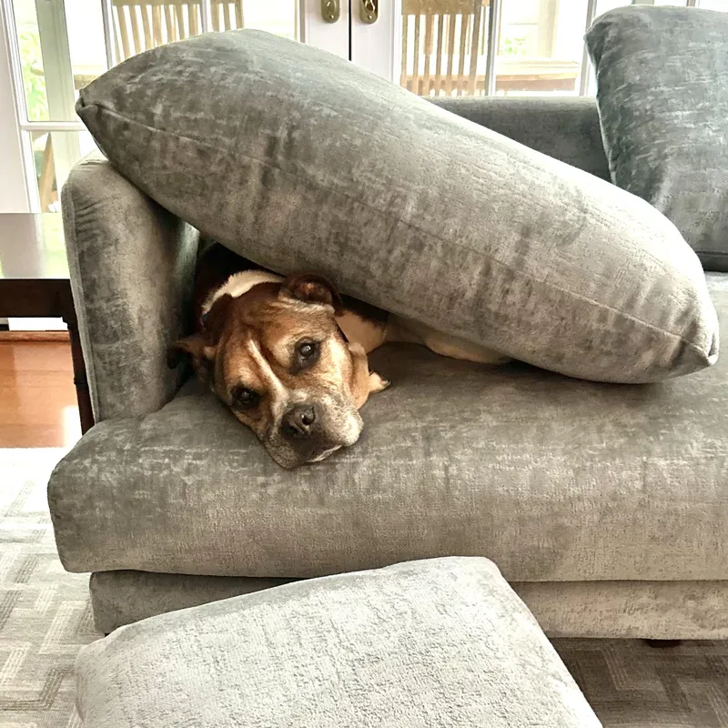 A senior medium-sized male Brown / Chocolate Boxer dog named Junya for adoption in New York, NY