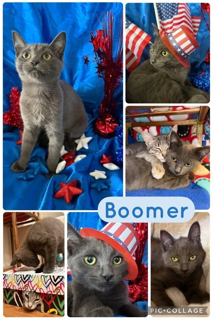 A baby small-sized male Gray / Blue / Silver Domestic Short Hair cat named Boomer for adoption in Newberg, OR