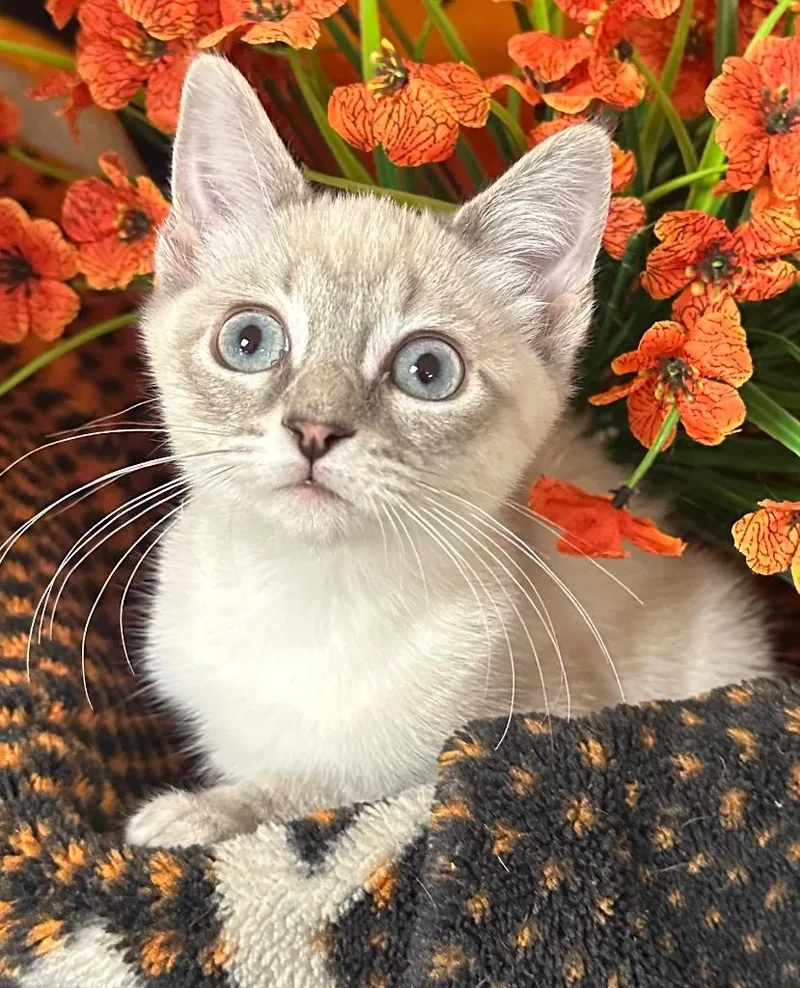 A baby small-sized female Domestic Short Hair cat named Mae for adoption in Stillwater, OK