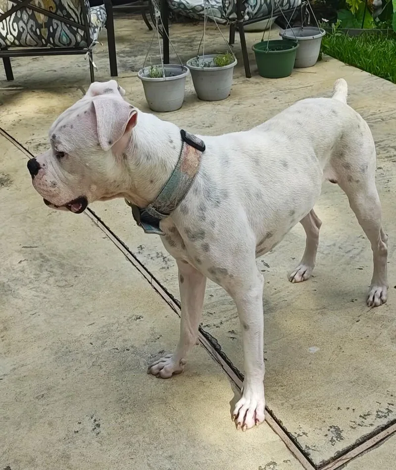 A young medium-sized male White / Cream Boxer dog named Rufus Iv for adoption in Hewitt, TX