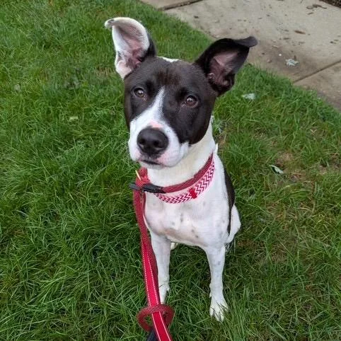 Phoebe thumbnail 4