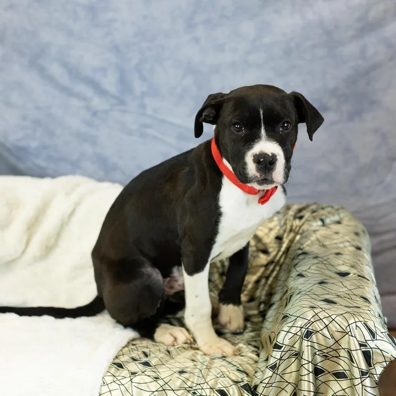 A young medium-sized male Black Pit Bull Terrier dog named Atlas for adoption in East Saint Louis, IL
