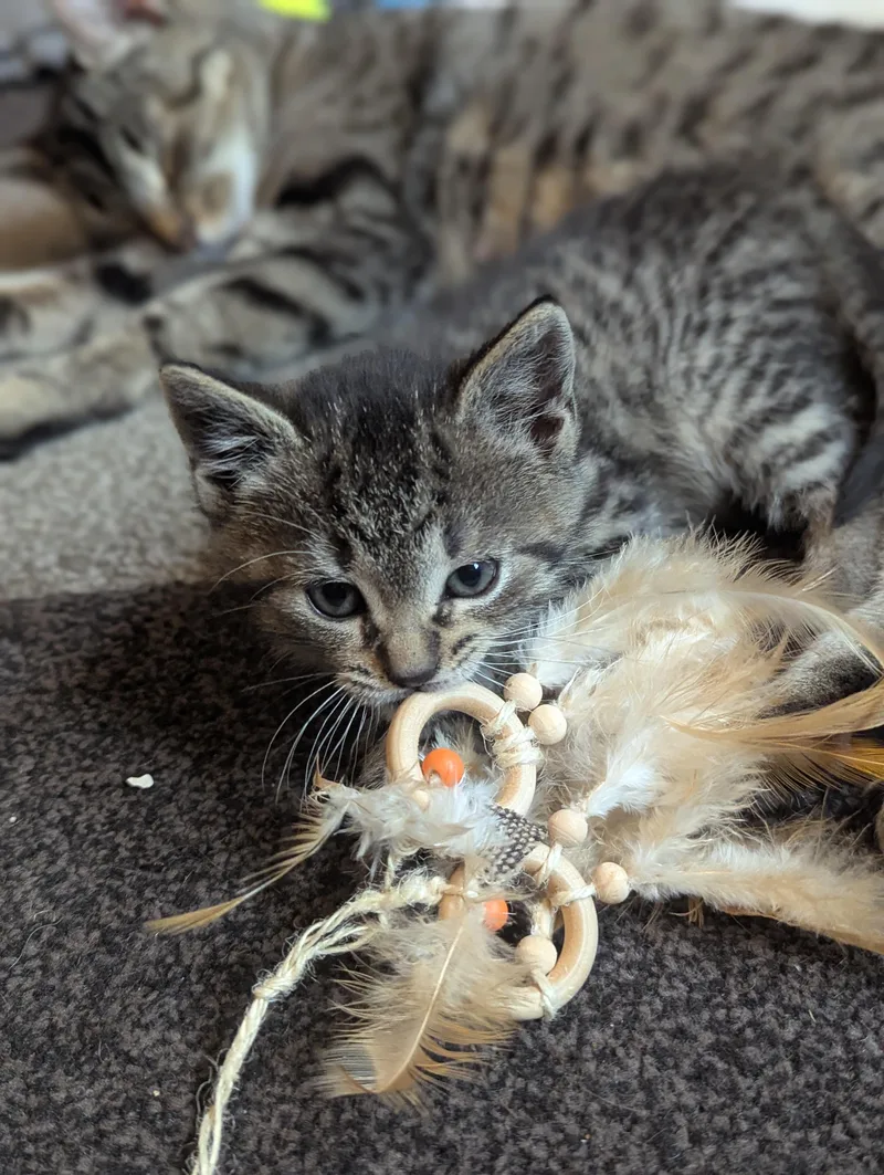 A baby small-sized female Tabby (Brown / Chocolate) Tabby cat named Saoirse for adoption in North Billerica, MA