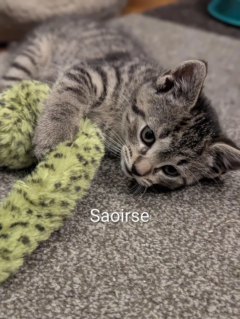 Saoirse thumbnail 3