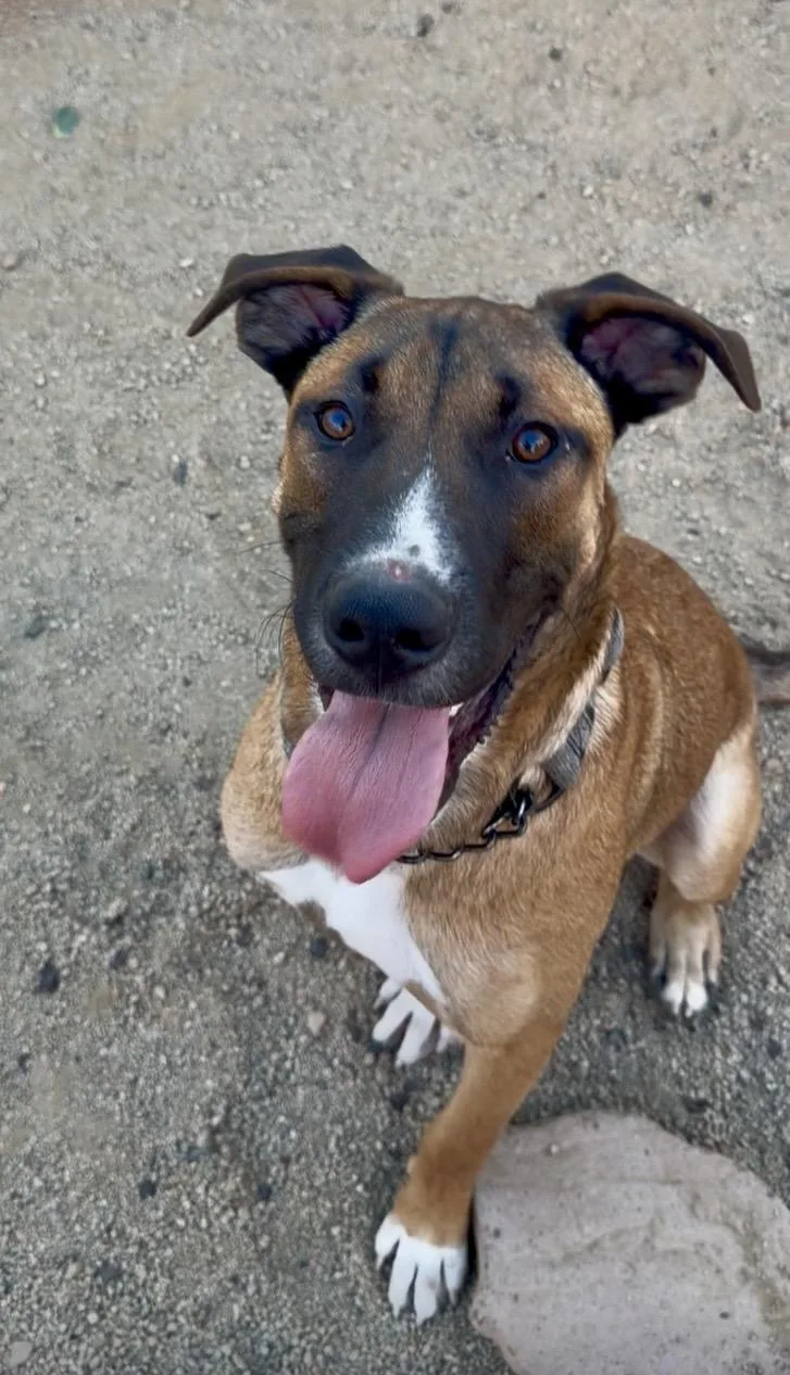 A baby large-sized male German Shepherd Dog dog named Whiskey for adoption in Norco, CA