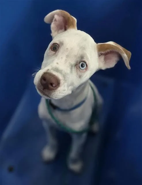 A baby large-sized male Mixed Breed dog named Zuko for adoption in Dallas, TX