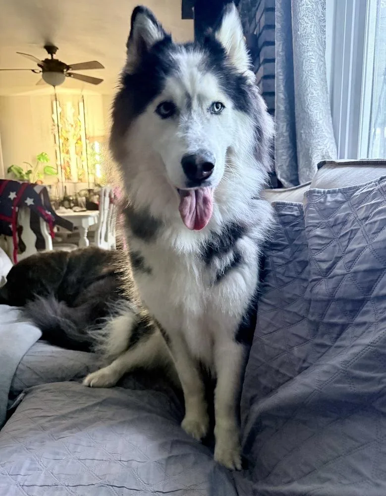 A young large-sized male Husky dog named Morrison for adoption in Greenlawn, NY