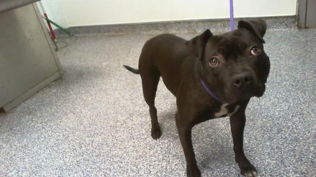 A young small-sized female Mixed Breed dog named Tara for adoption in Charlotte, NC