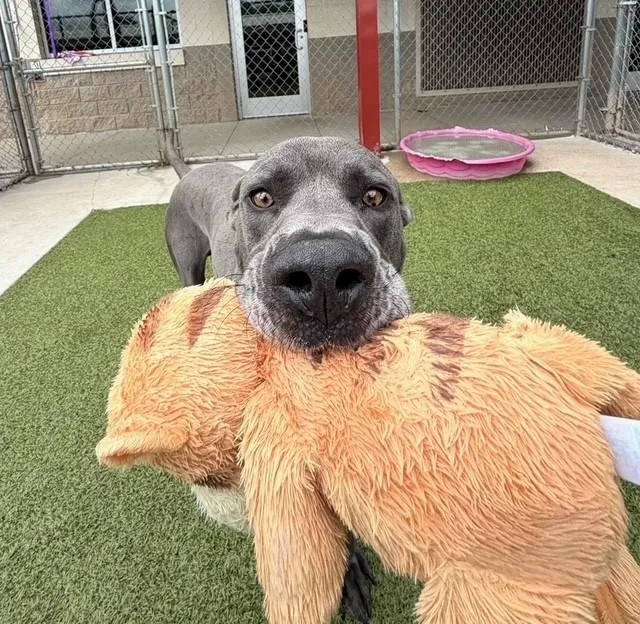 An adult large-sized male Gray / Blue / Silver Great Dane dog named Spike for adoption in Fayetteville, AR