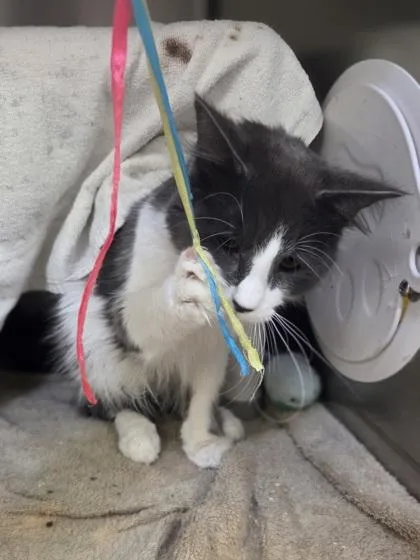 A young medium-sized male Domestic Medium Hair cat named MGM Grand for adoption in Westland, MI