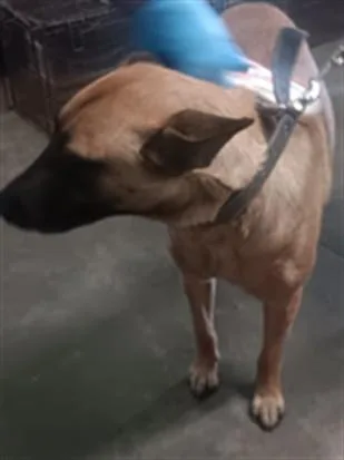 An adult medium-sized female Belgian Shepherd / Malinois dog named Kara for adoption in Los Angeles, CA