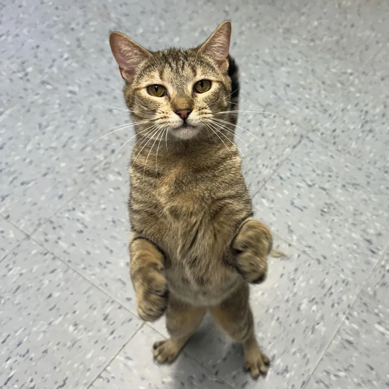 Cinnamon thumbnail 2