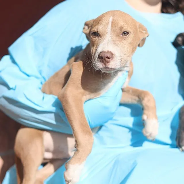 A baby small-sized male American Staffordshire Terrier dog named Sean for adoption in San Antonio, TX