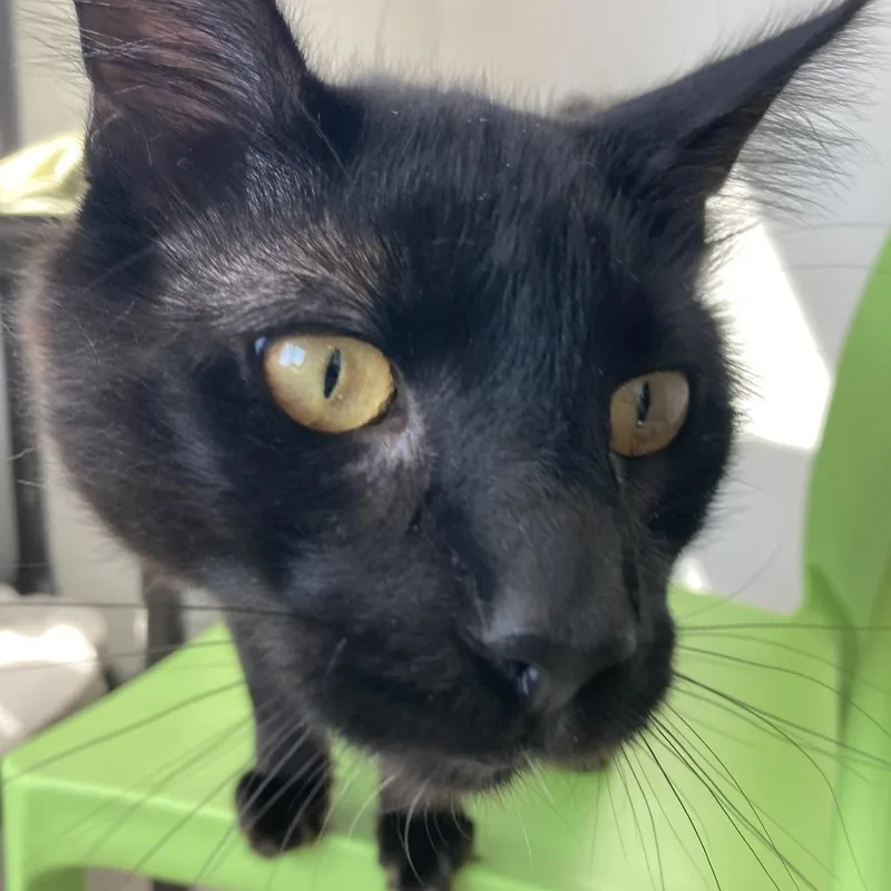 An adult large-sized male Black Domestic Long Hair cat named Sunny for adoption in St. Helena, CA