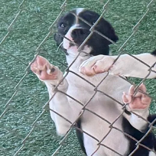 A baby small-sized male Black Mixed Breed dog named Thesaurus for adoption in Coos Bay, OR