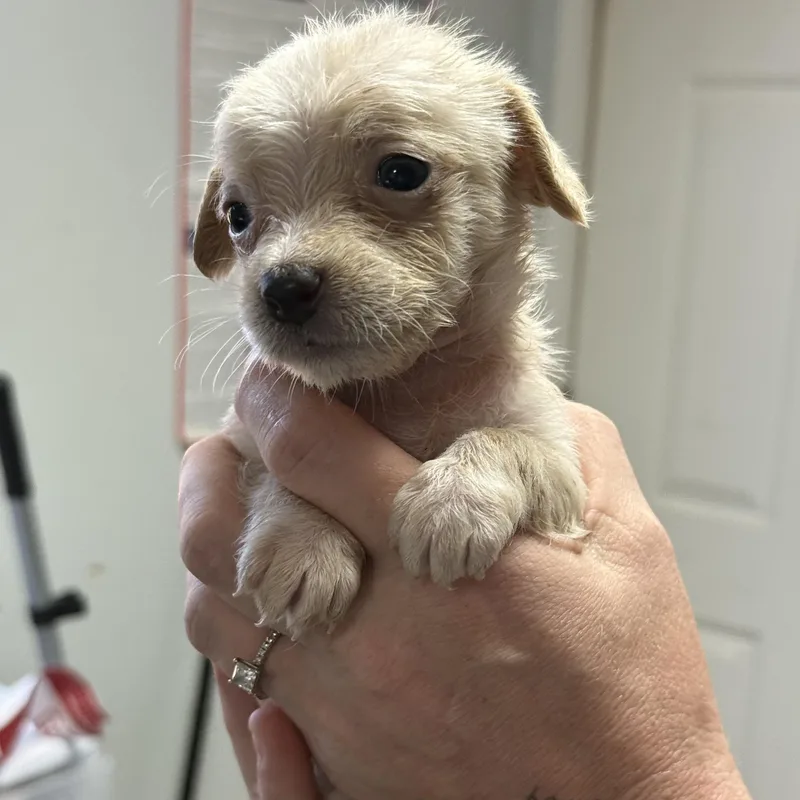 A baby medium-sized female Mixed Breed dog named Honeybun for adoption in Columbia, SC