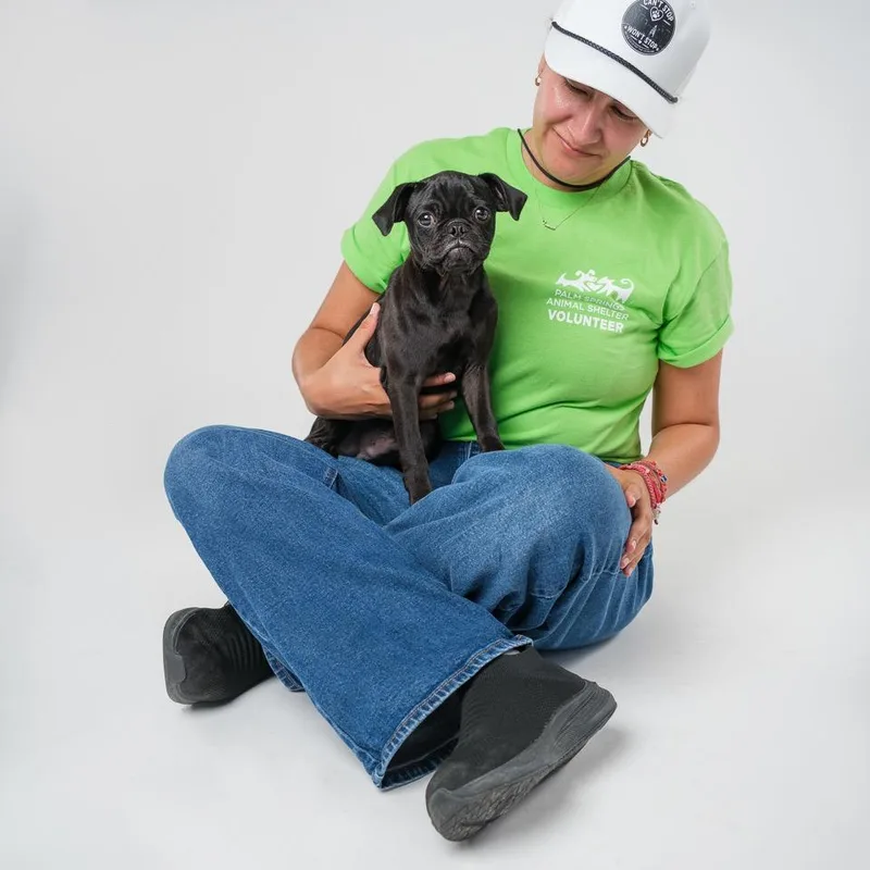 A baby small-sized male Black Pug dog named Jack for adoption in Palm Springs, CA