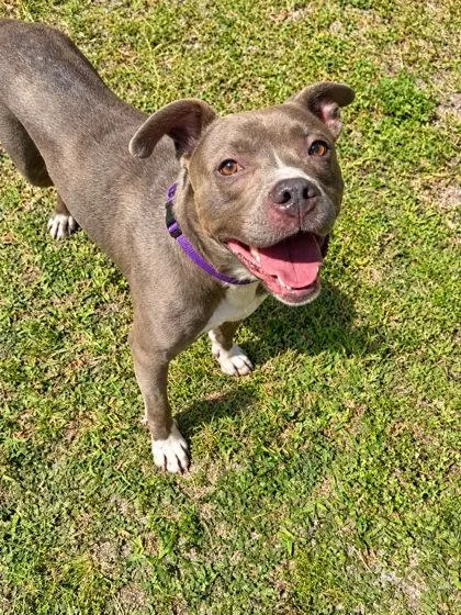 An adult medium-sized female Pit Bull Terrier dog named Star for adoption in Palm Coast, FL