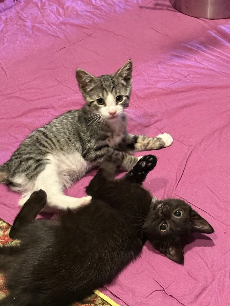 A baby medium-sized male Domestic Short Hair cat named Turbo Latte for adoption in Trenton, NJ