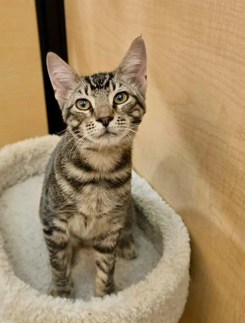 A young medium-sized male Domestic Short Hair cat named Bundy for adoption in Dixon, CA