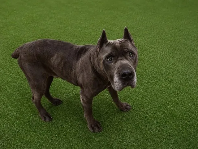 An adult large-sized male Cane Corso dog named Azul for adoption in Castaic, CA