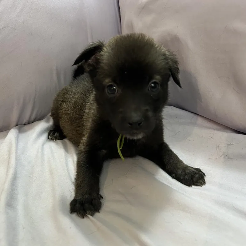 A baby medium-sized male Shepherd dog named Moose for adoption in Duck River, TN