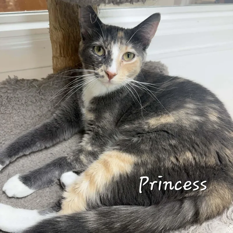 A young medium-sized female Dilute Calico Domestic Short Hair cat named Princess for adoption in Rushville, IL