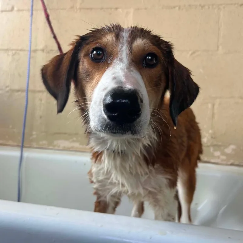 A young medium-sized female Brown / Chocolate Coonhound dog named Hazel for adoption in Austin, TX