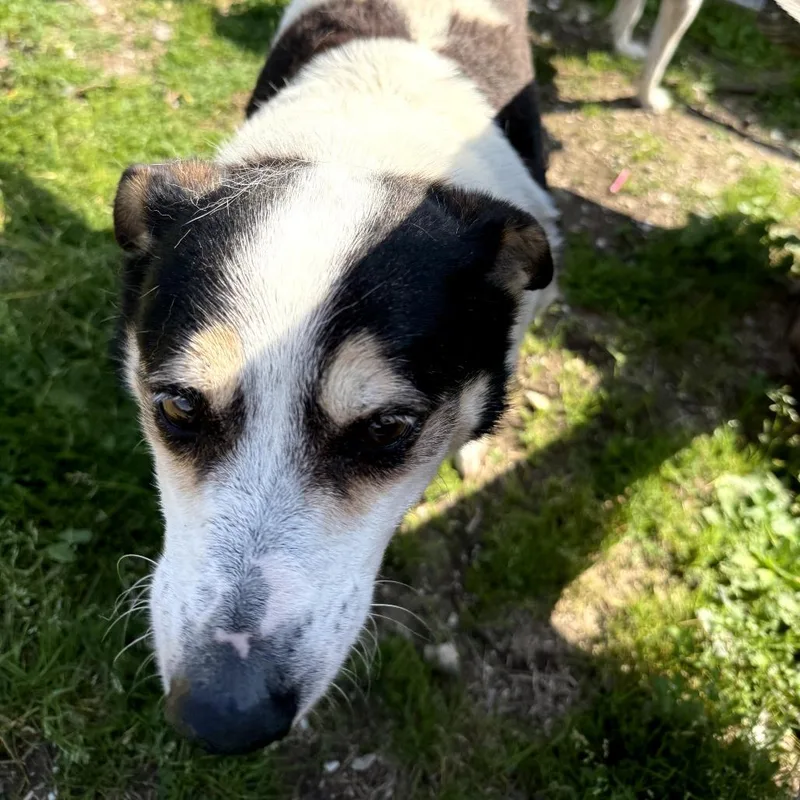 A senior small-sized female Brown / Chocolate Cattle Dog dog named Bandida for adoption in South Houston, TX