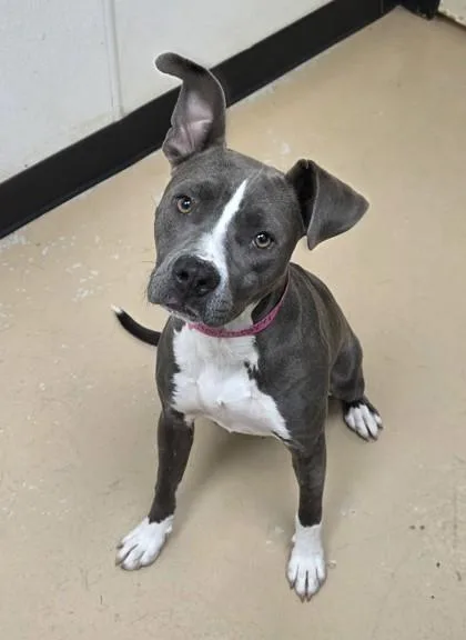 An adult medium-sized female Pit Bull Terrier dog named Layla for adoption in Phoenix, AZ
