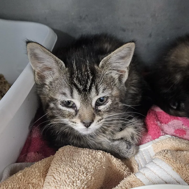 A baby small-sized female Tortoiseshell Domestic Short Hair cat named Pancake for adoption in Ridgely, MD